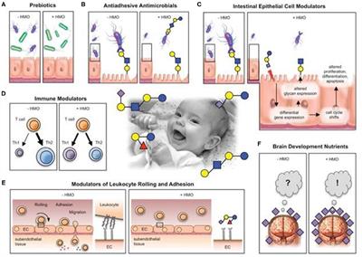 Anti-Infective, Anti-Inflammatory, and Immunomodulatory Properties of Breast Milk Factors for the Protection of Infants in the Pandemic From COVID-19